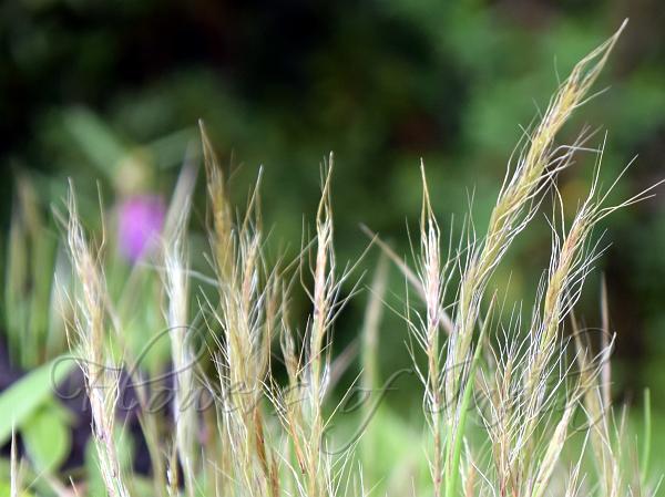 Poor Indian Grass